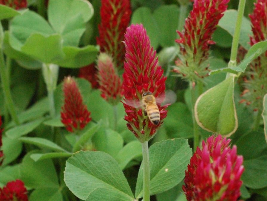 600+ Clover CRIMSON RED SEEDS – Pollinator Food – Cover Crop – NON GMO — FRESH