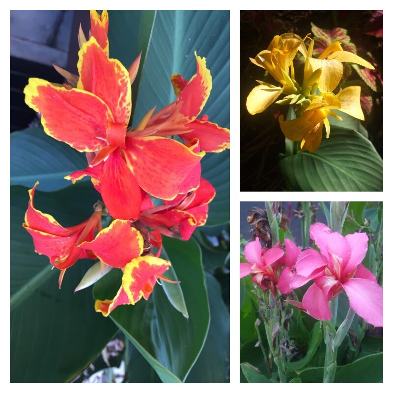 20 seeds of CANNA LILY – great color mixture, red with yellow, pink and yellow