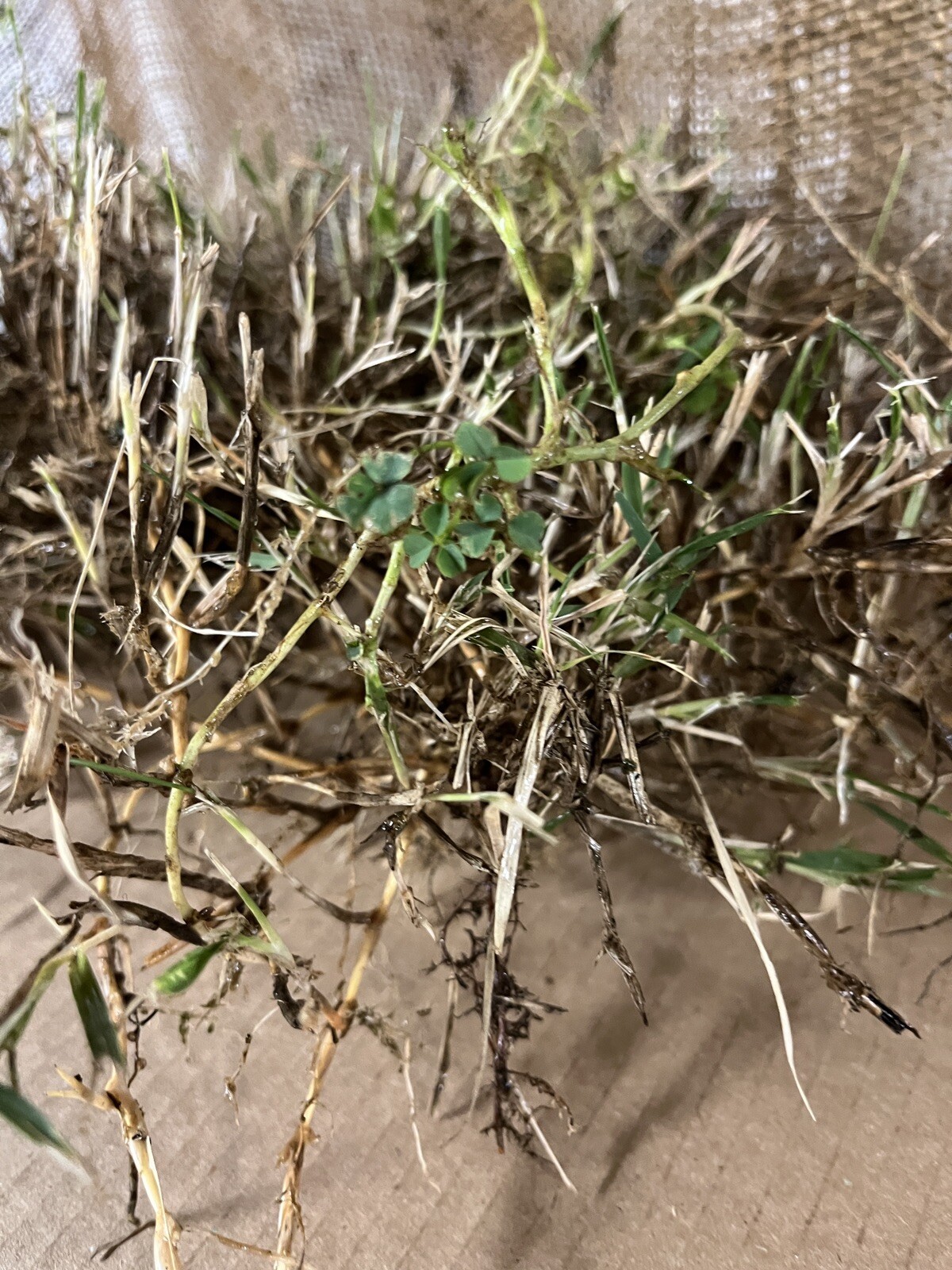 Dormant Zoysia grass handfull of rhizomes/stolones good for 10-15 plugs or more