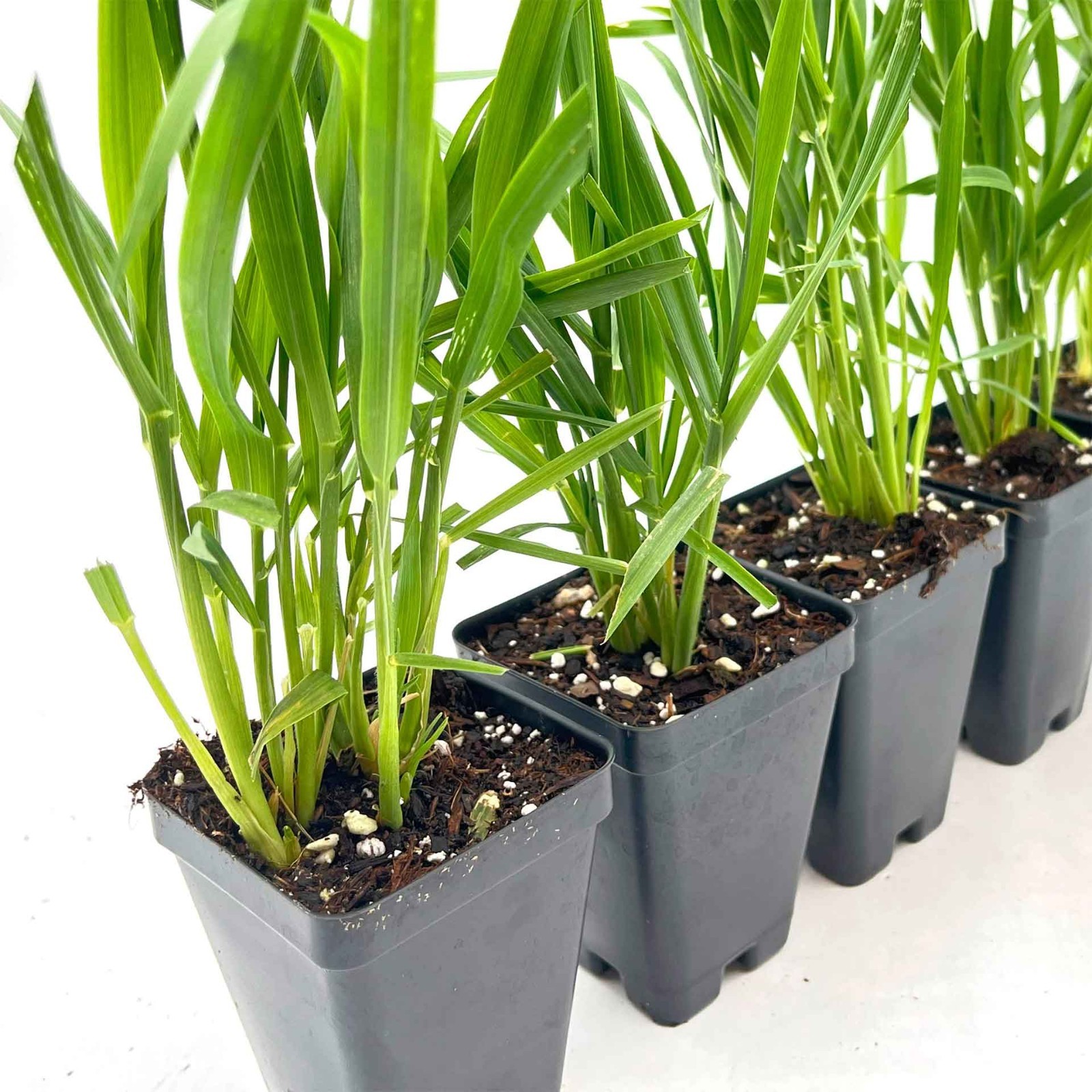 Cat Grass (Dactylis glomerata) Nutritious & Pet-Friendly Plant for Cats & Dogs