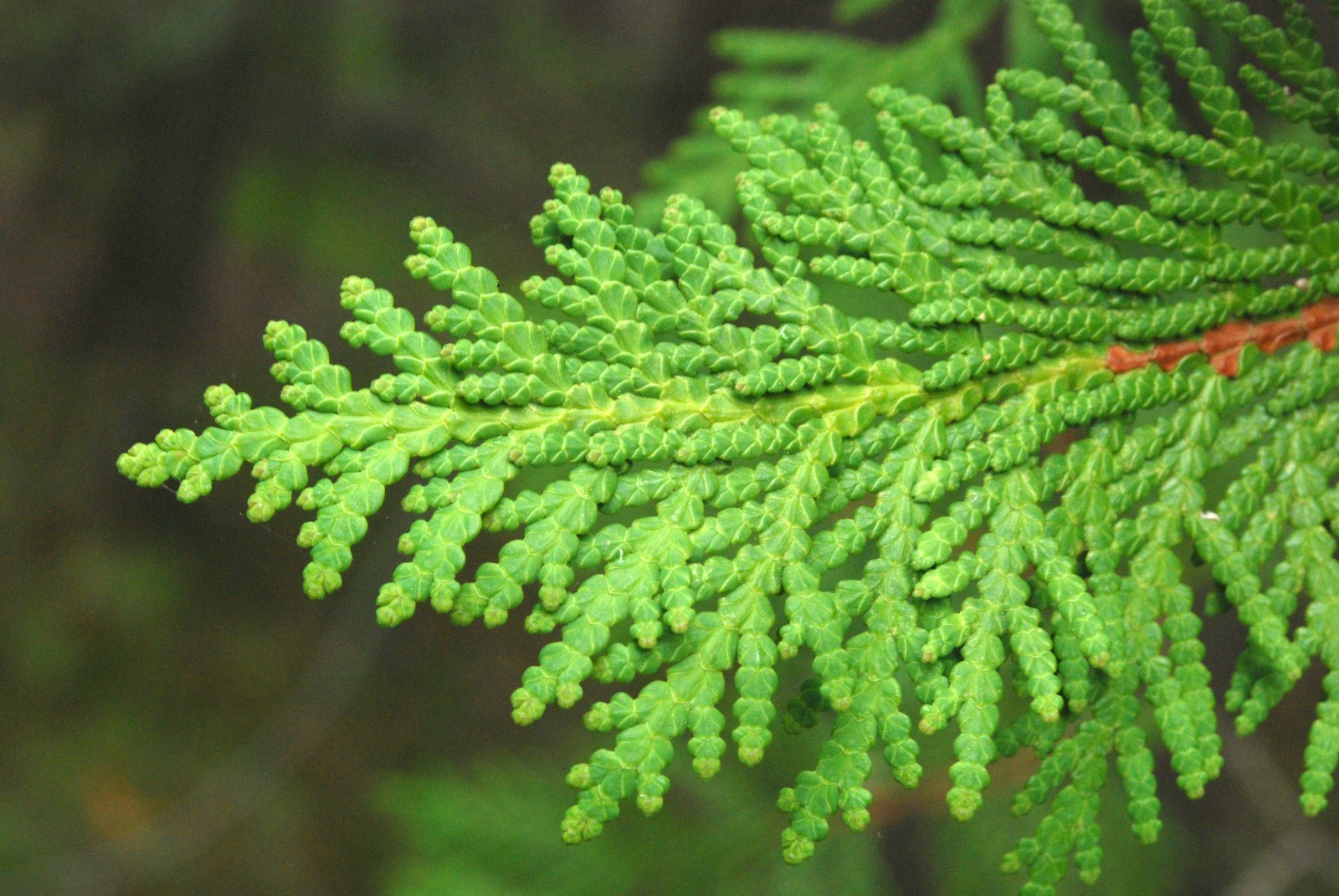 American Arborvitae (Thuja occidentalis), 50 seeds