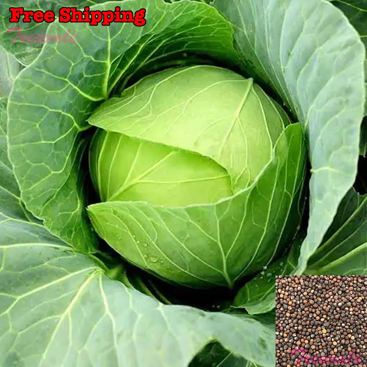 Cabbage Seeds, Golden Acre Cabbage Seeds | Non-GMO, Organic