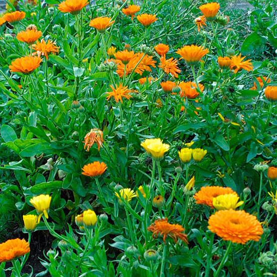 4500+ Seeds 1oz=29g CALENDULA officinalis, ORGANIC, Edible Flowers, Medicinal