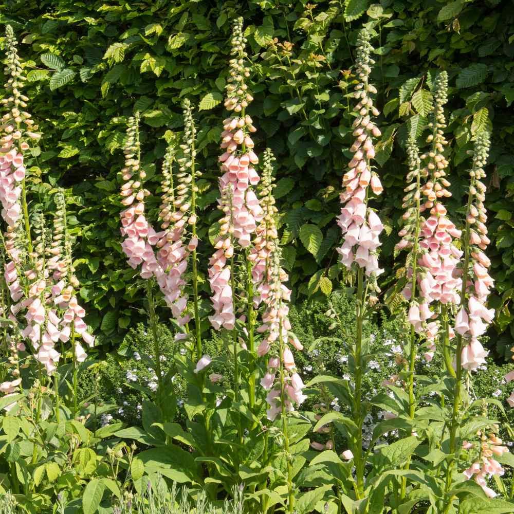 5000 Seeds Foxglove Seeds – Digitalis Purpurea Apricot Beauty Flower Seed