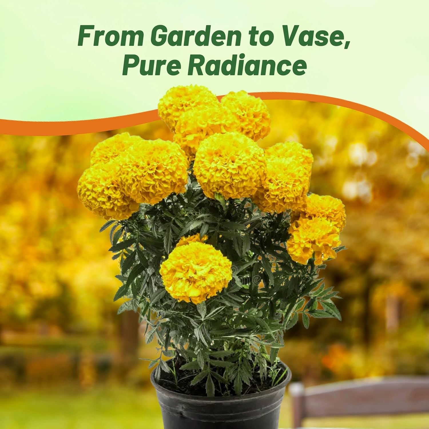 1000 Seeds Marigold Seed – Tagetes Erecta African Marigold Yellow Flower Seeds