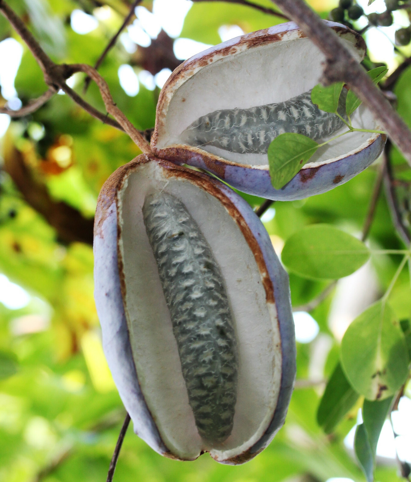 100 – 1000 Bulk CHOCOLATE VINE Edible Fruit Akebia Quinata Fragrant Flower Seeds