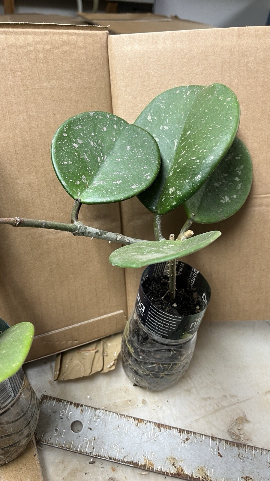 Hoya Obovata starter plant, well rooted, sent with the container, Wax plant