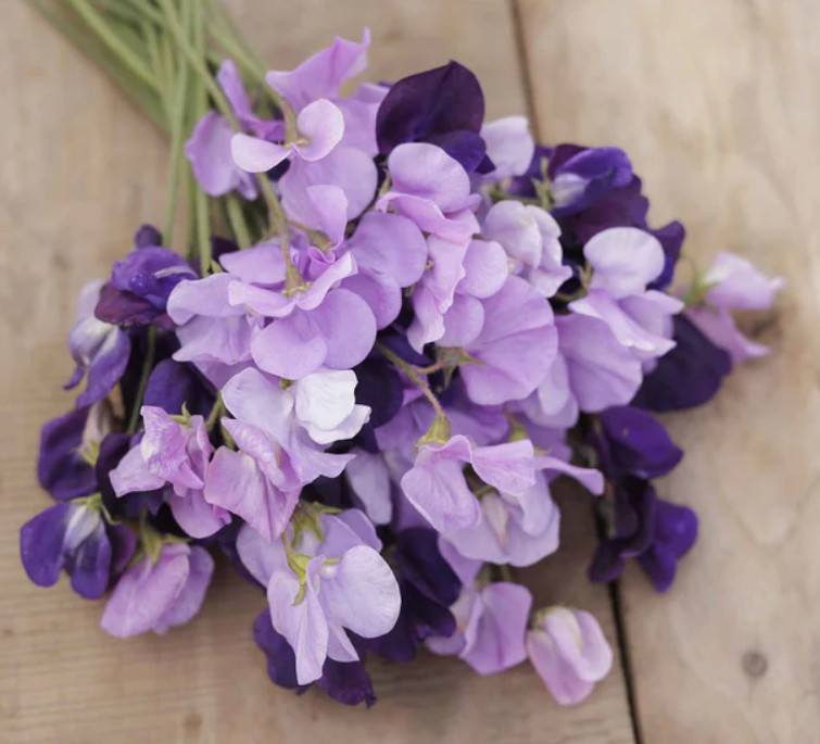 Sweet Pea PURPLE MIX Fragrant Climbing Vine Purple Flowers Non-GMO 15 Seeds!