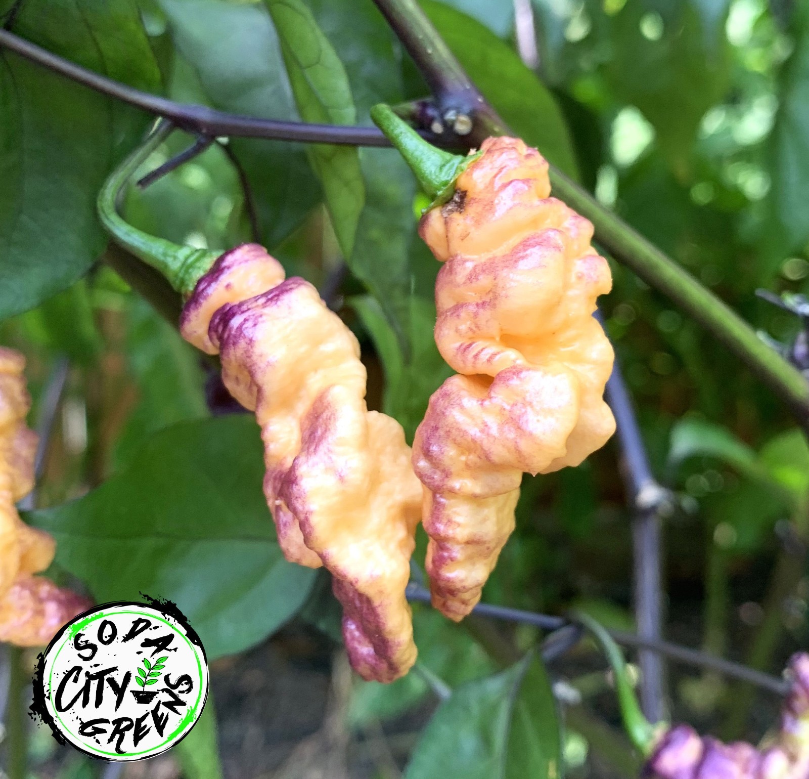 Thors Thunderbolt Pepper Seeds