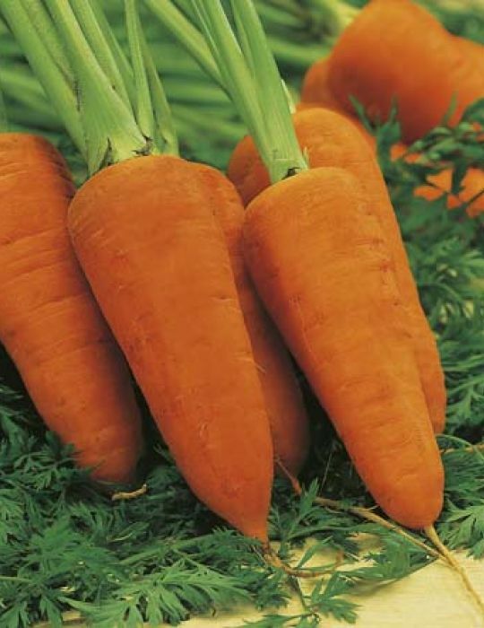 3,000 Chantenay Red Cored Carrot Seeds – Non-GMO Heirloom Seeds – Can or Freeze!