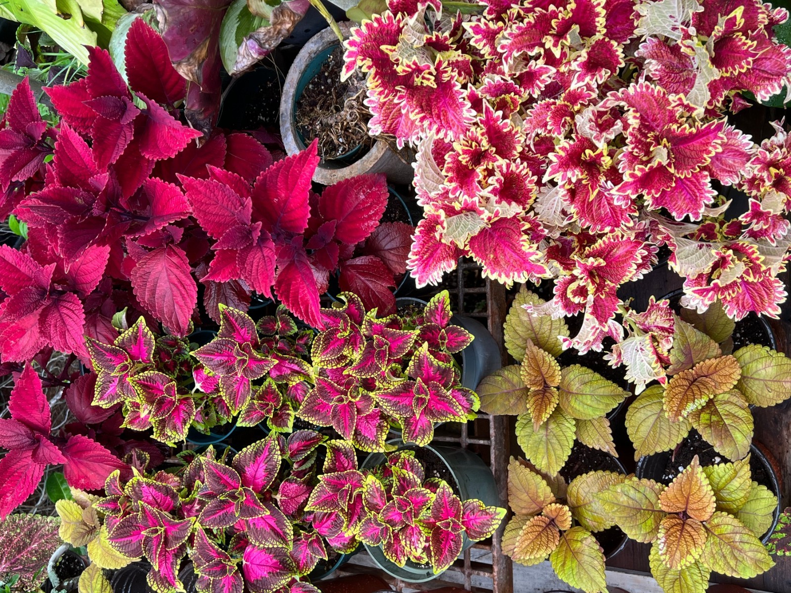 25 Coleus Seeds – Bold Foliage Plant – Easy-to-Grow for Garden