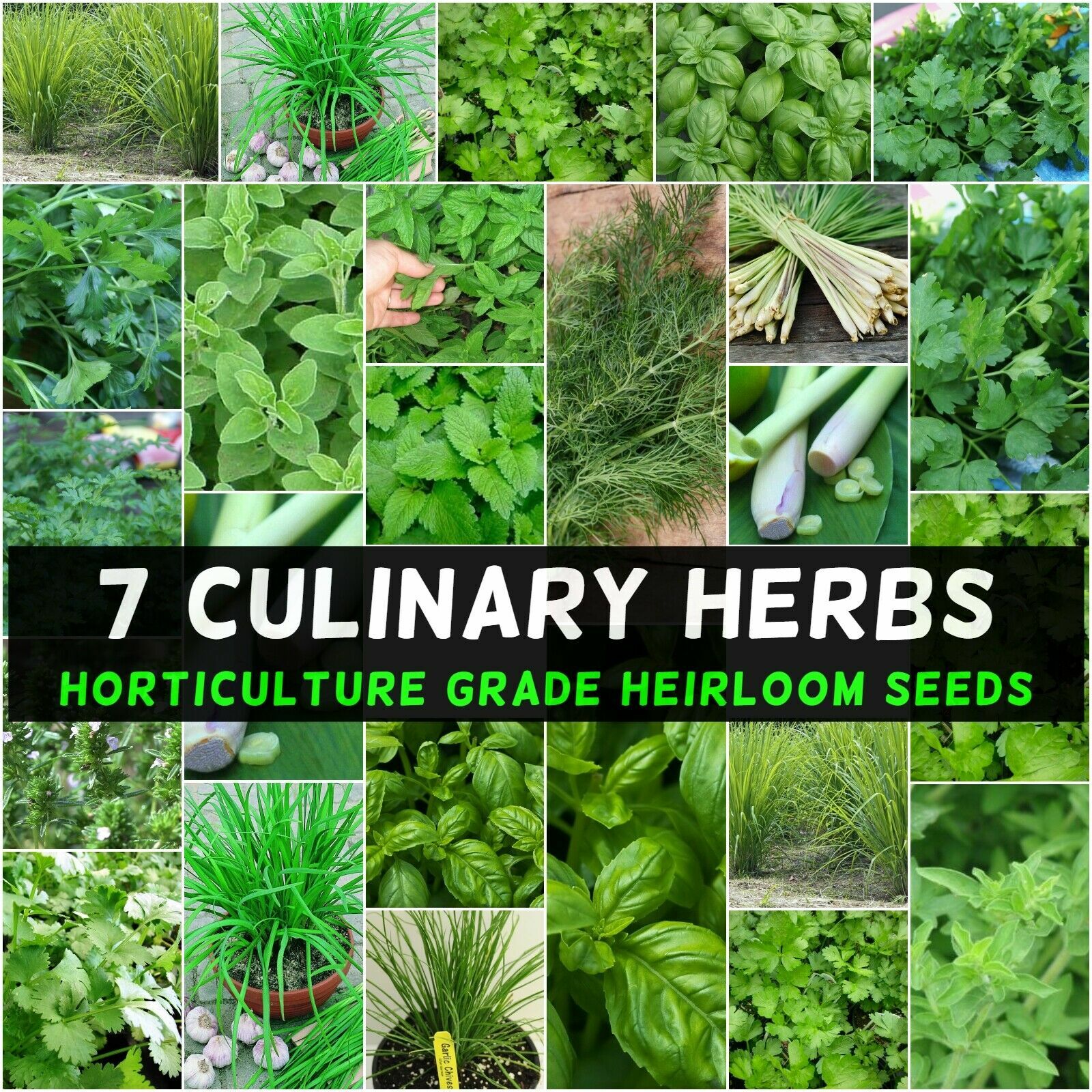 7 CULINARY herb varieties NON-GMO SEEDS GREAT in the KITCHEN ESSENTIAL SURVIVAL!