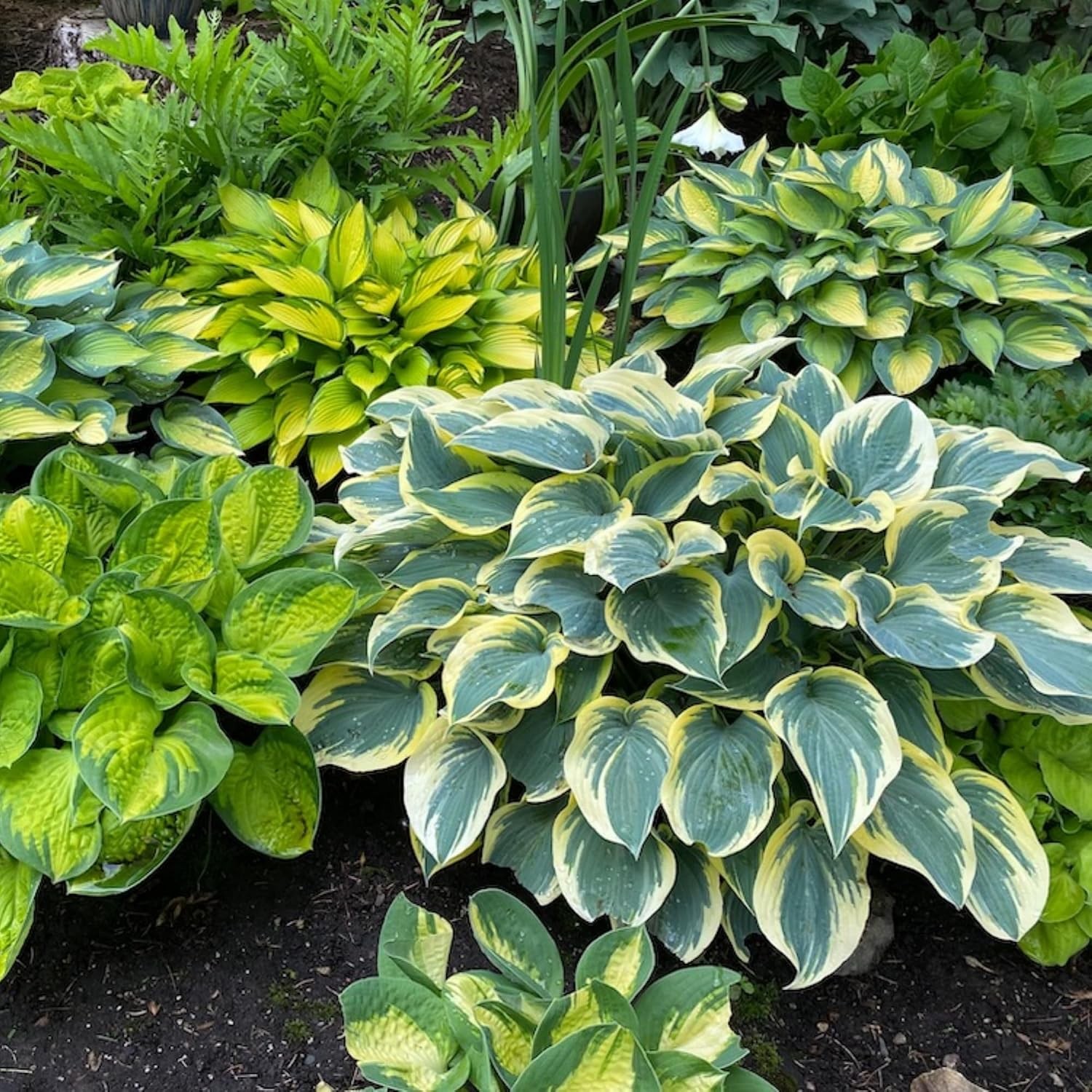 Heart Shaped Perennial Non GMO Heirloom Hostas for Planting, Hosta Varieties,