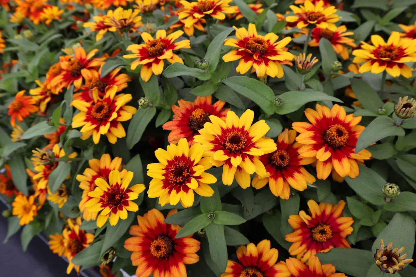 100+ Profusion Red-Yellow Bicolor Zinnia Seeds for Garden – USA – FREE SHIPPING!