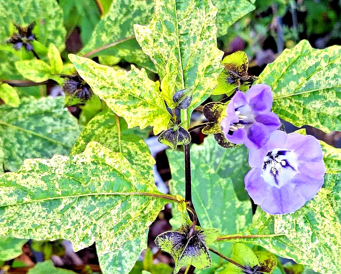rare variegated shoofly plant 100 seeds, Nicandra Phsalodes Var. Splash of cream