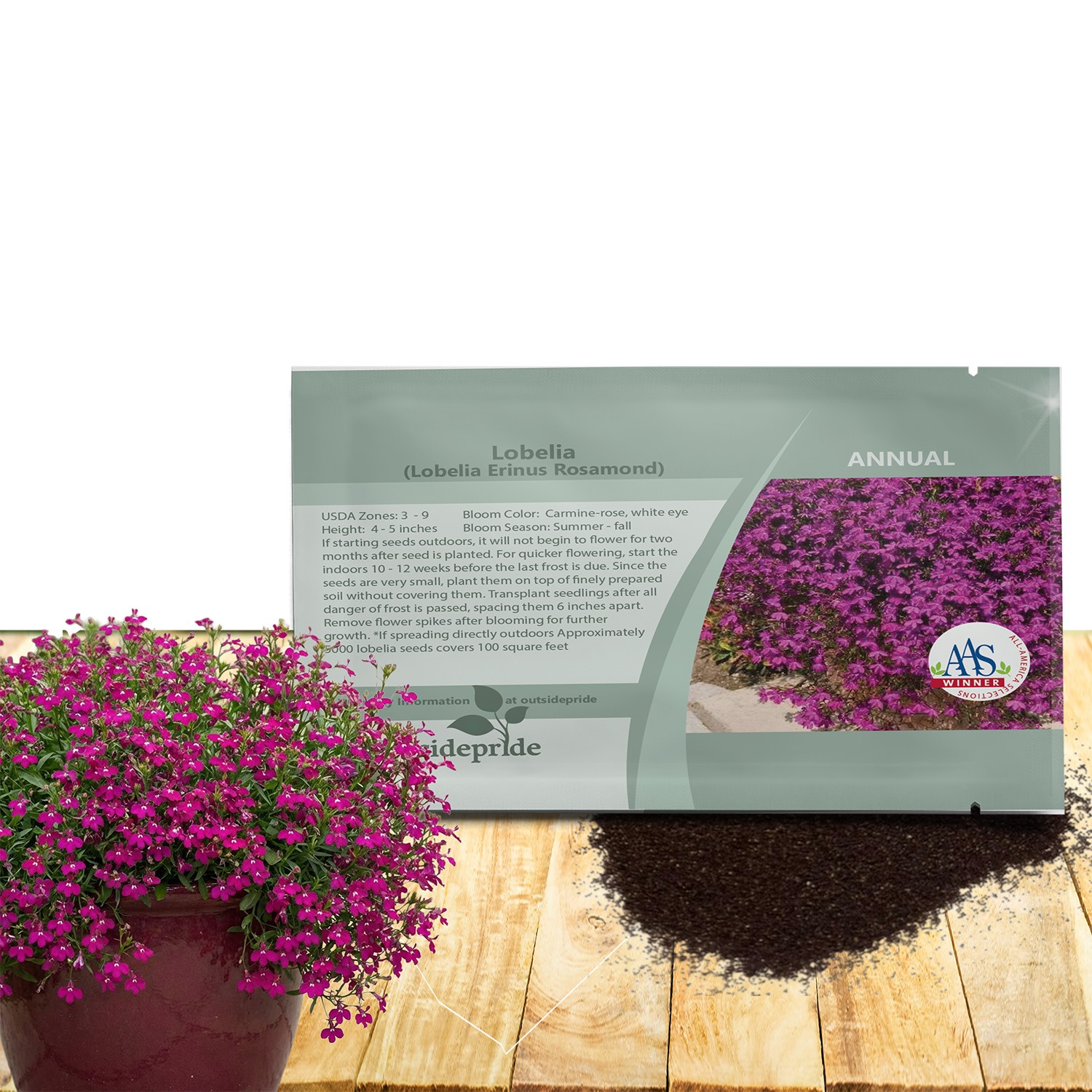 5000 Seeds Lobelia Seed – Lobelia Erinus Rosamund Ground Cover Seeds AAS Winner