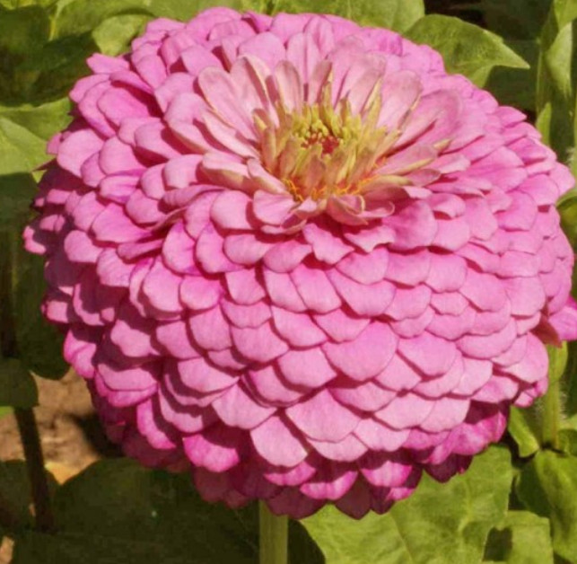 Landscaper’s Pack SIMPLY ROMANTIC Garden Mix White Pink Cut Flowers 1000 Seeds