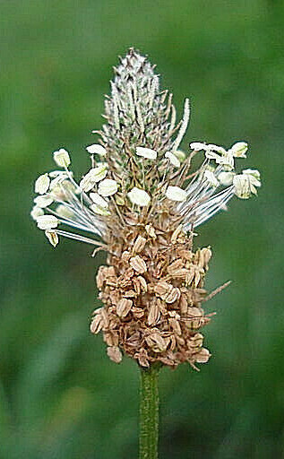 ENGLISH PLANTAIN 500 SEEDS PLANTAGO LANCEOLATA, MEDICINAL, HERBAL