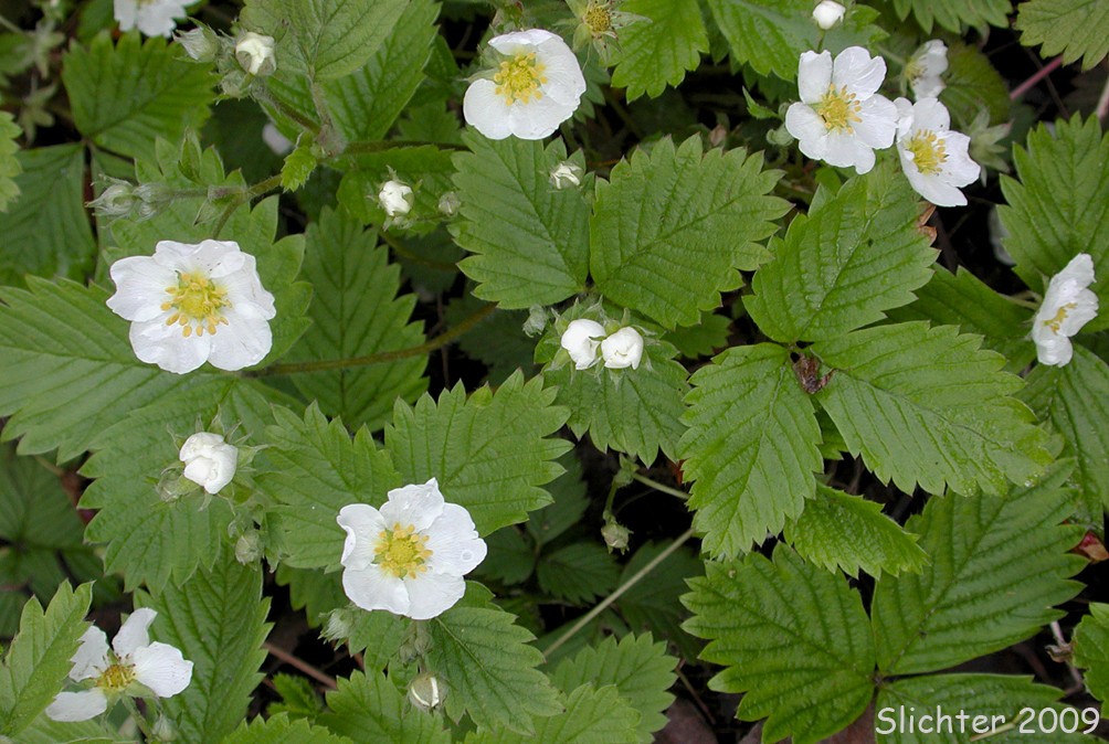 lot of 5 Wild Woodland Strawberry LIVE bare root Rhizomes~Edible fruit ~HARDY