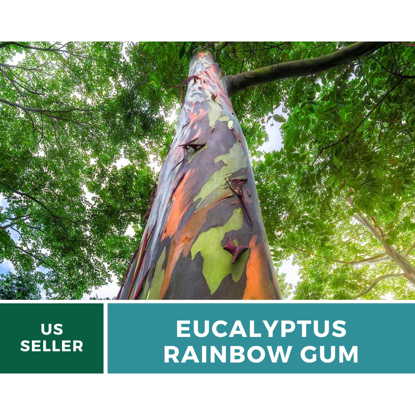 Eucalyptus, Rainbow Gum Tree seeds (Eucalyptus deglupta)