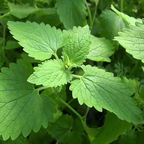 Catnip Seeds 1000+ Herb Perrenial Garden NON-GMO USA FREE SHIPPING