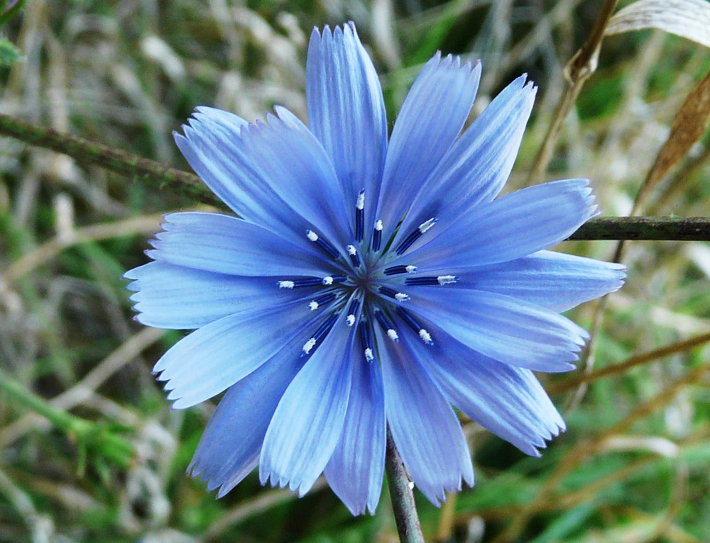 Chicory Seeds, Italian Dandelion, NON-GMO, Deer Plot, Coffee Weed, FREE SHIPPING