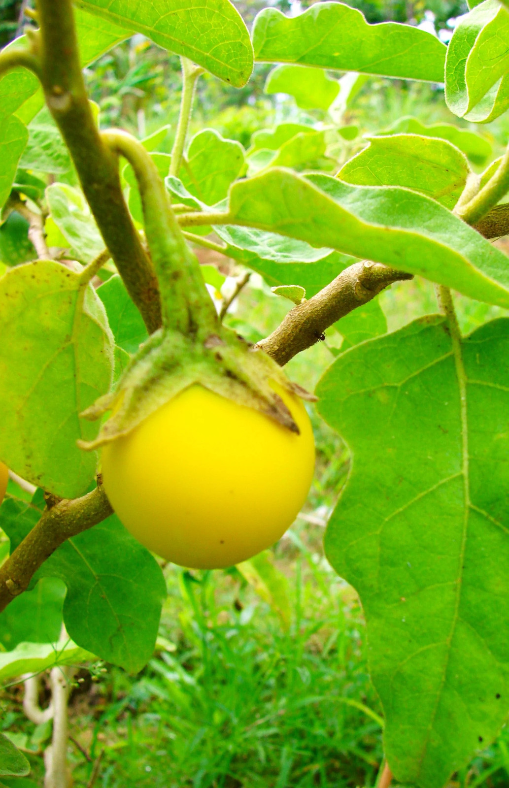 Golden Eggs Eggplant Seeds – For 2026 Planting Yellow Ornamental Small Baby
