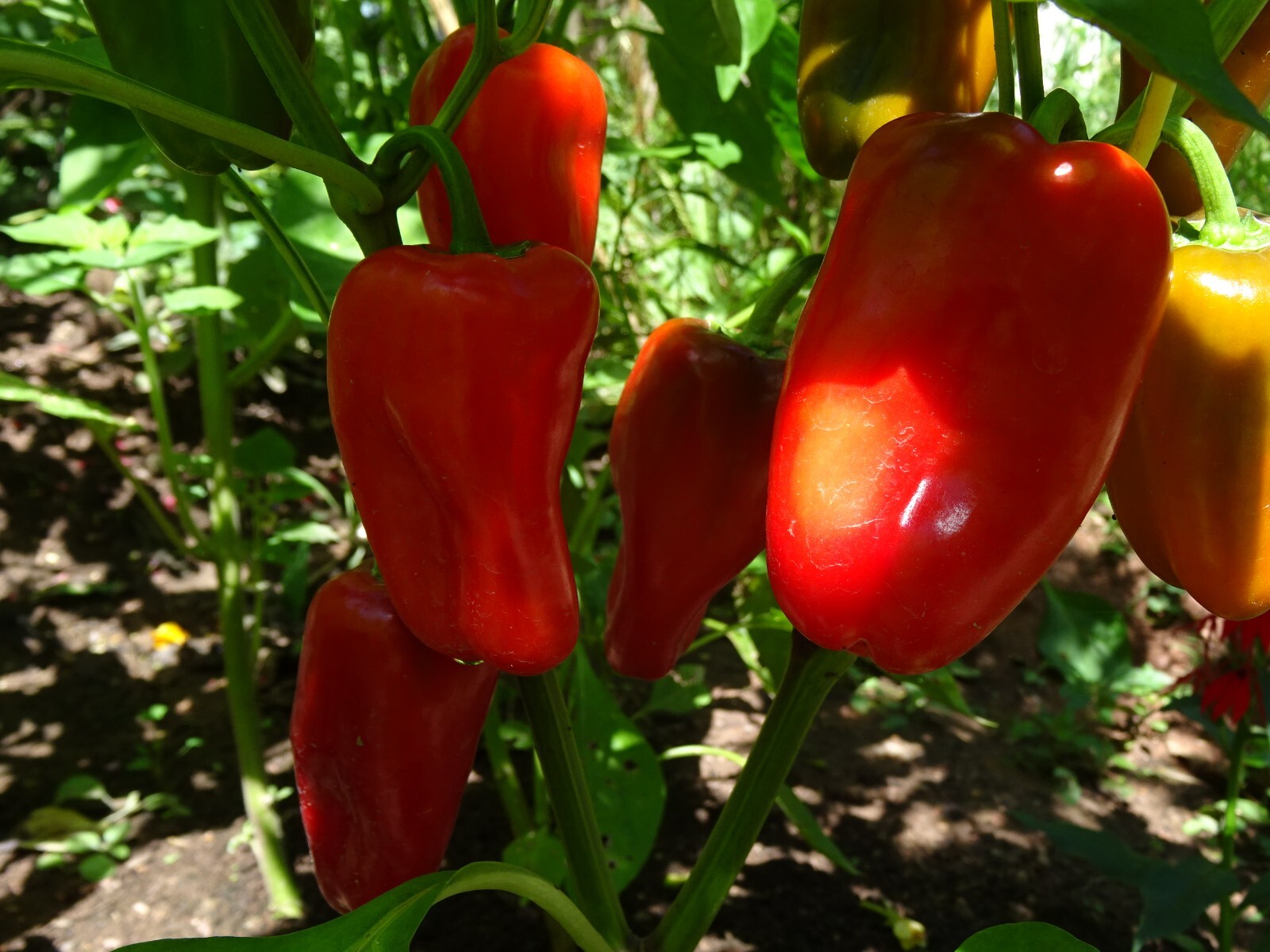Sweet Red SNACKING Pepper 25 seeds Organic Non-GMO.