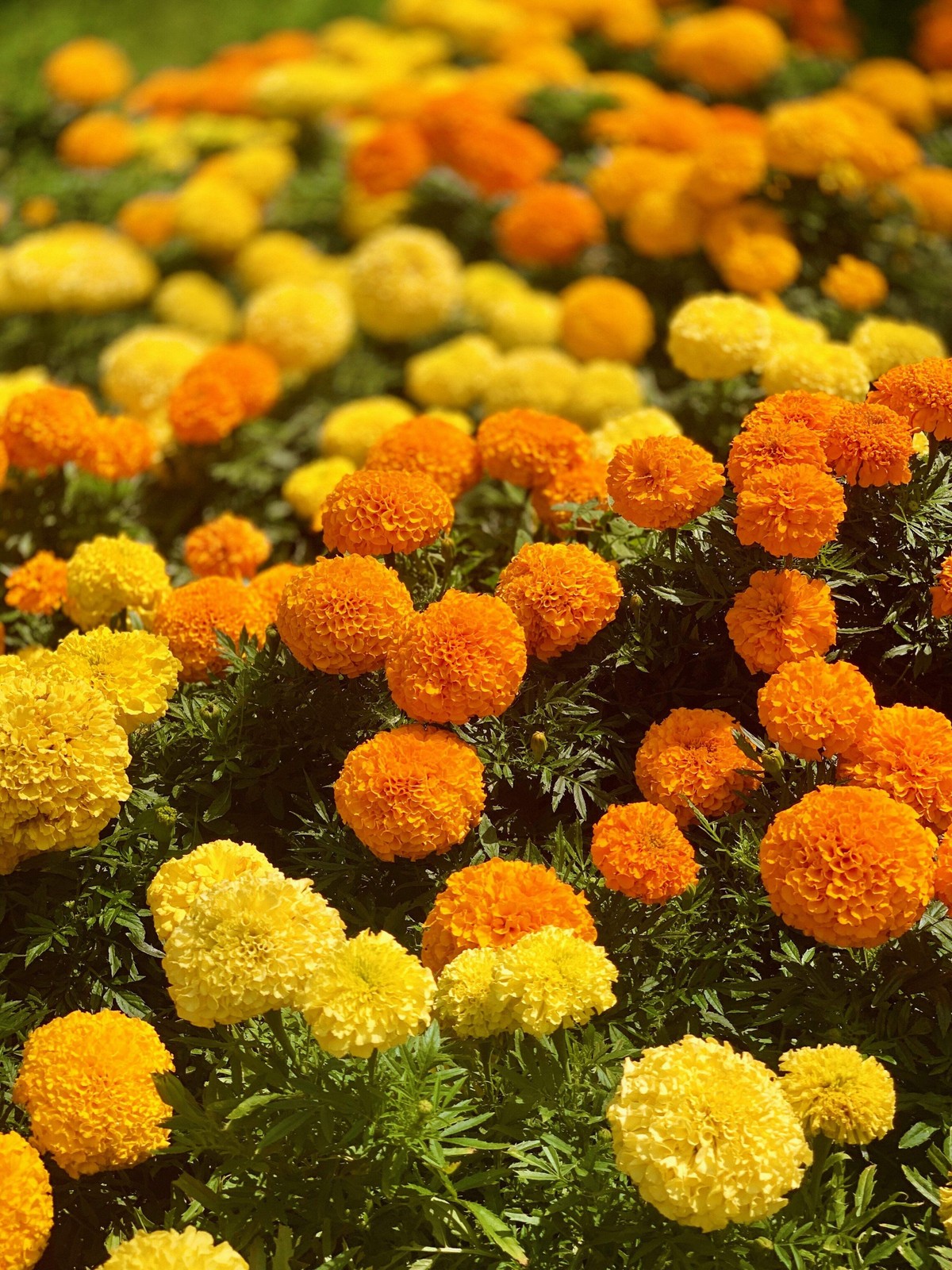 250 AFRICAN MARIGOLD CRACKERJACK Mixed Color Tagetes Erecta Flower Seeds *CombSH