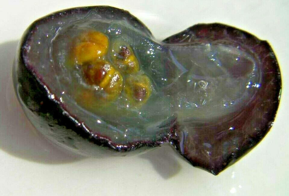 15 seeds of Black Noble Muscadine grape