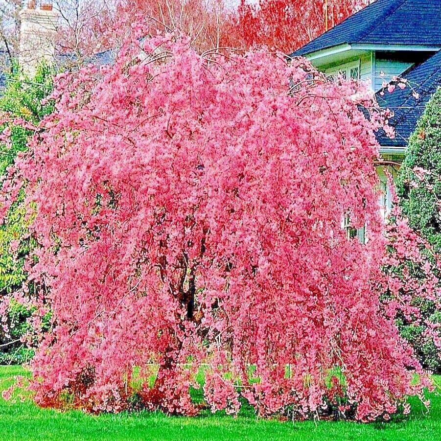 Japanese “WEEPING SAKURA” Cherry Blossom Flower Tree Seeds (pendula) Fast Hardy