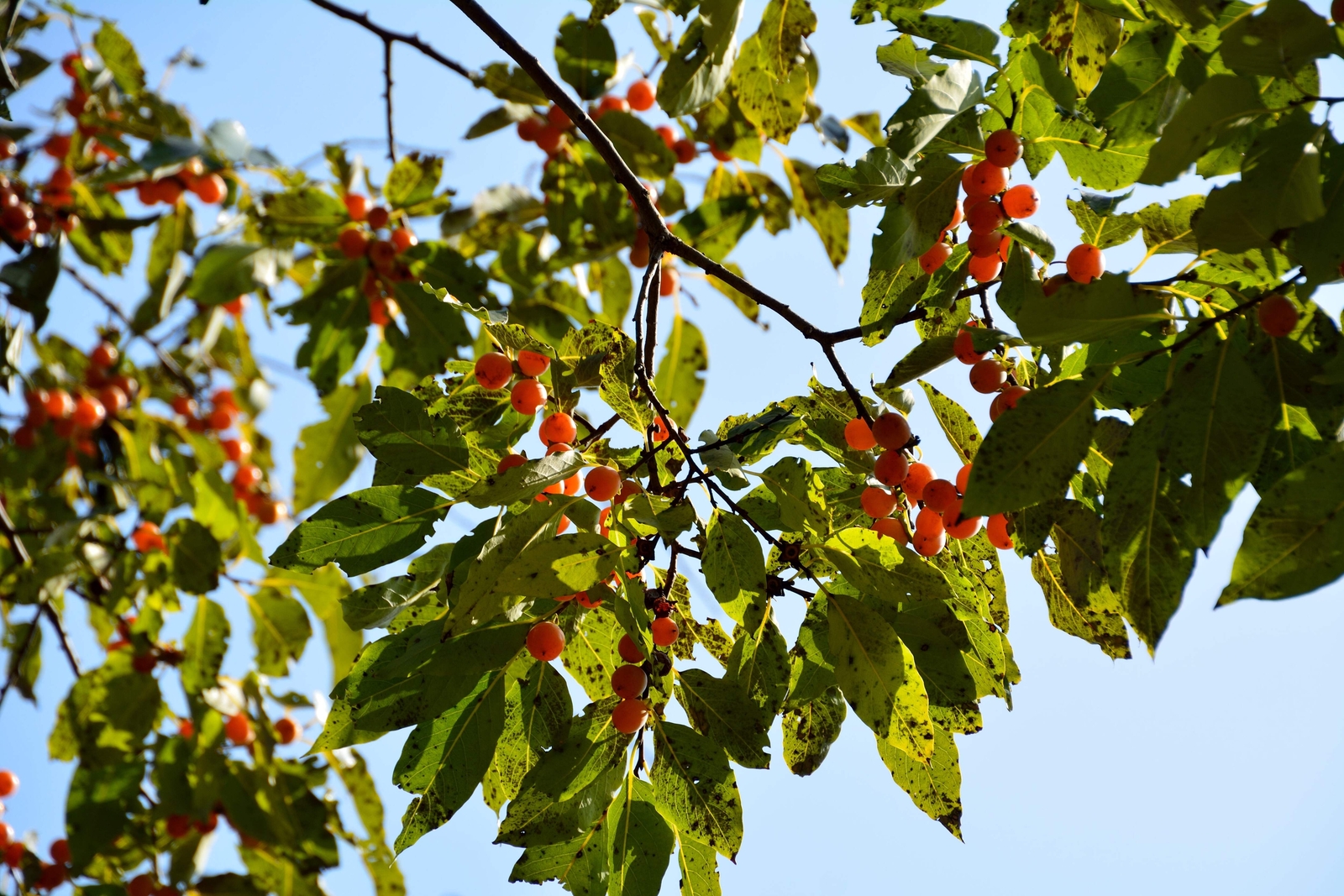 10 ITALIAN PERSIMMON TREE Dateplum Date Plum Fruit Diospyros Lotus Seeds