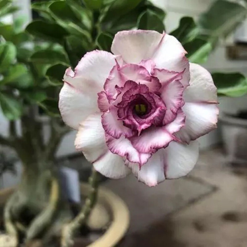 4 Purple White Desert Rose Seeds Adenium Obesum Flower Perennial Seed US SELLER