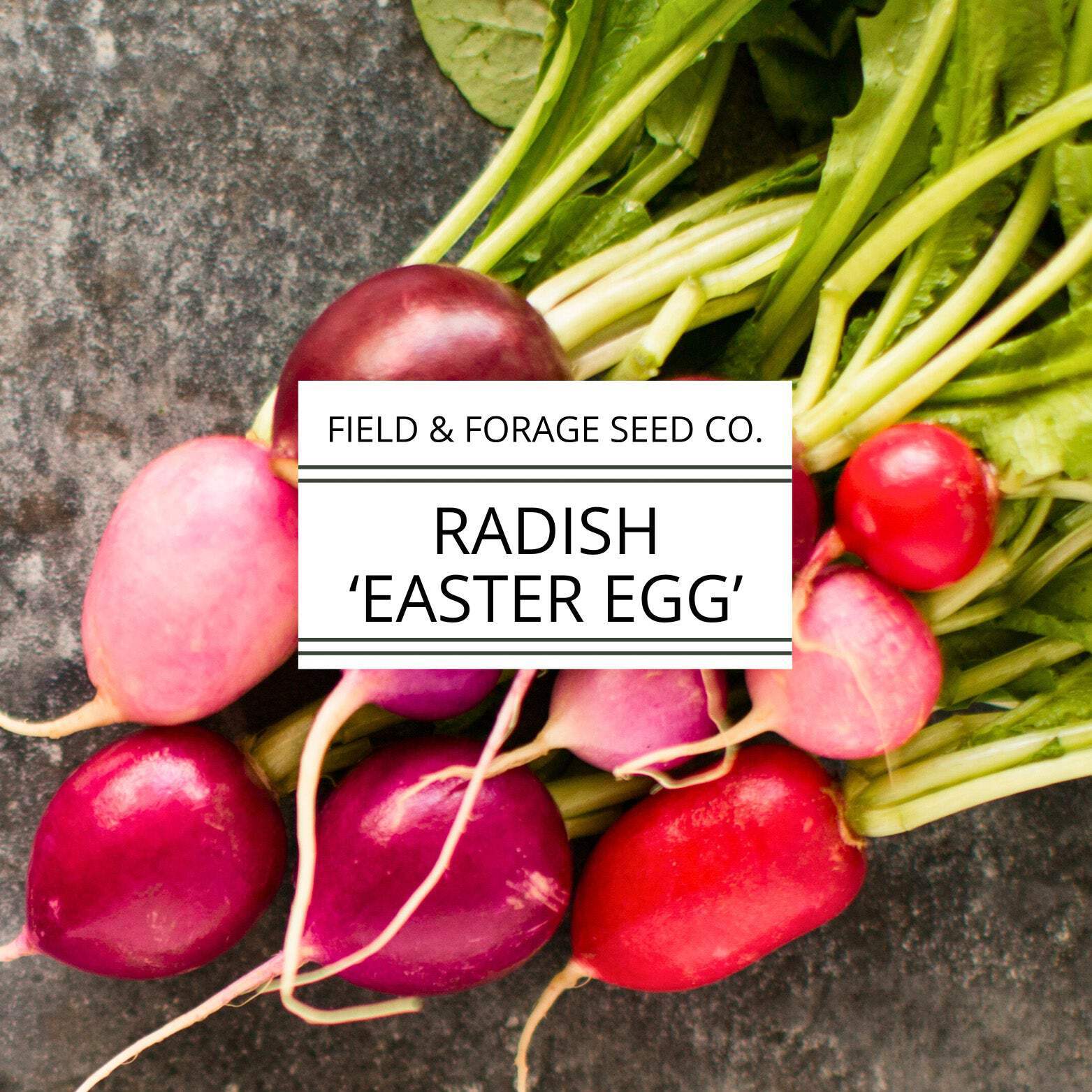 Radish ‘Easter Egg’ | Raphanus sativus | Heirloom | Non-GMO | 200 Seeds