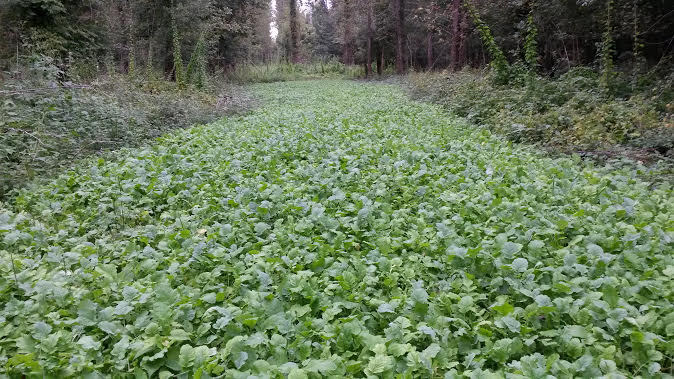 3 LBS DEER GREENS PURPLE TOP TURNIP DAIKON RADISH RAPE SEED DEER FOOD PLOT SEED