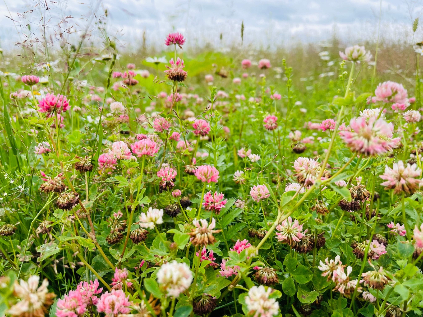 1500 ALSIKE CLOVER Trifolium Hybridum Pink & White Flower Legume Seeds *FlatShip