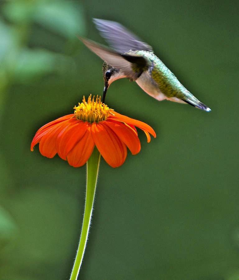 101+MEXICAN SUNFLOWER Seeds Drought Heat Summer Flower Garden Container Easy