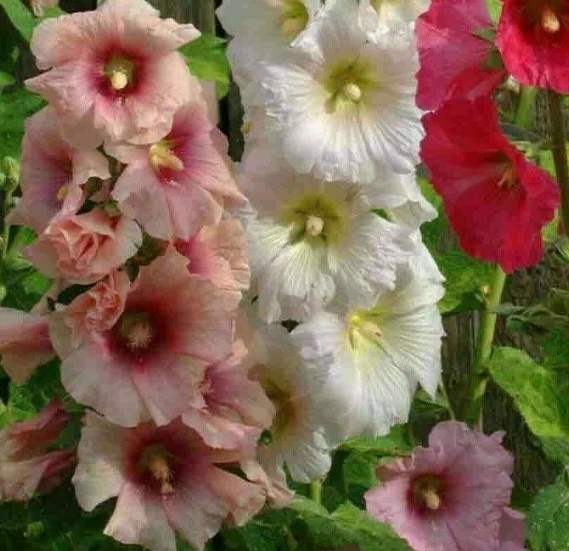 HOLLYHOCK FLOWER SEEDS 30+ SUMMER CARNIVAL MIX herb PERENNIAL Free Shipping