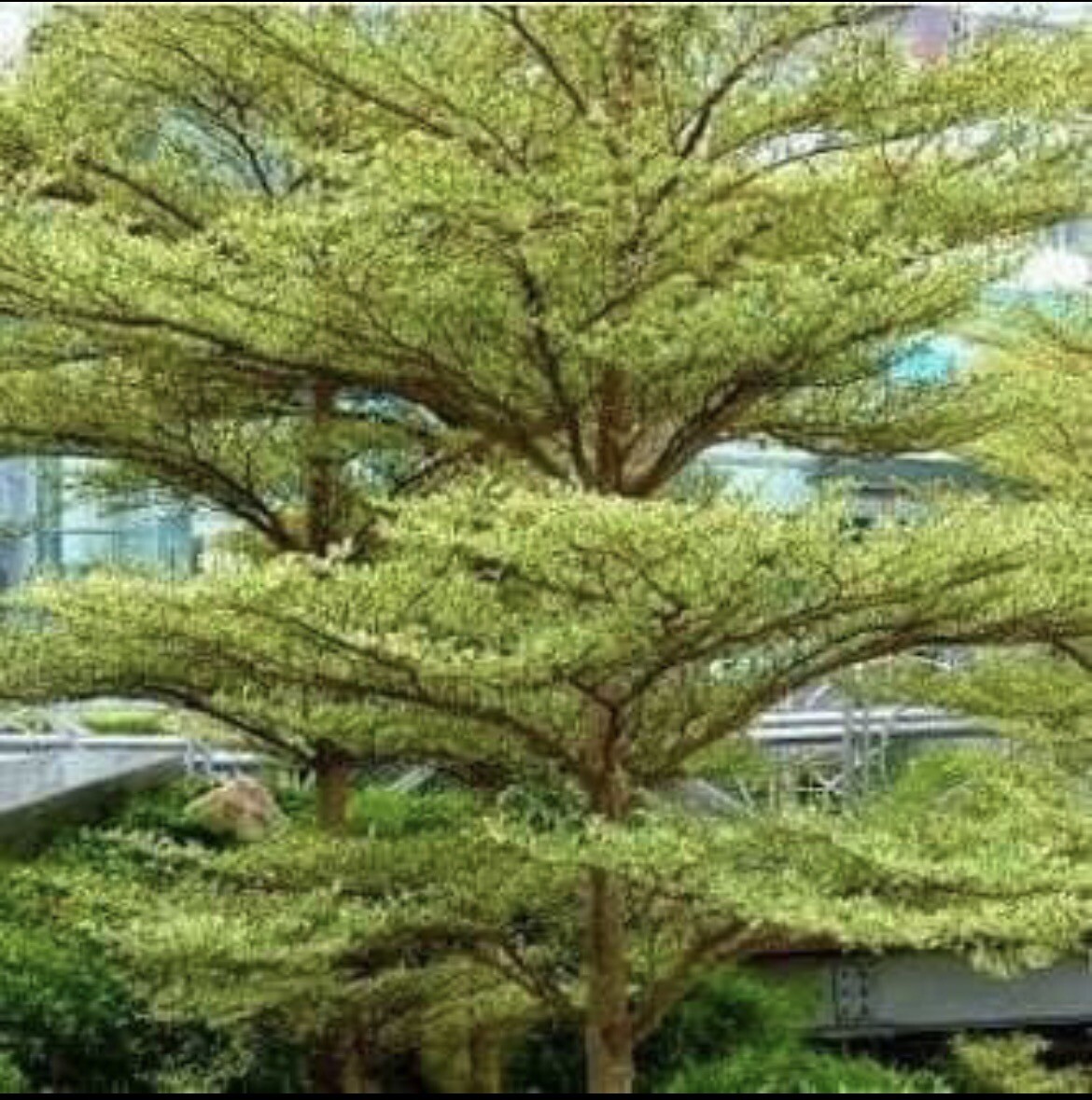 30 Seeds Madagascar Almond Seeds Terminalia Mantaly For Planting