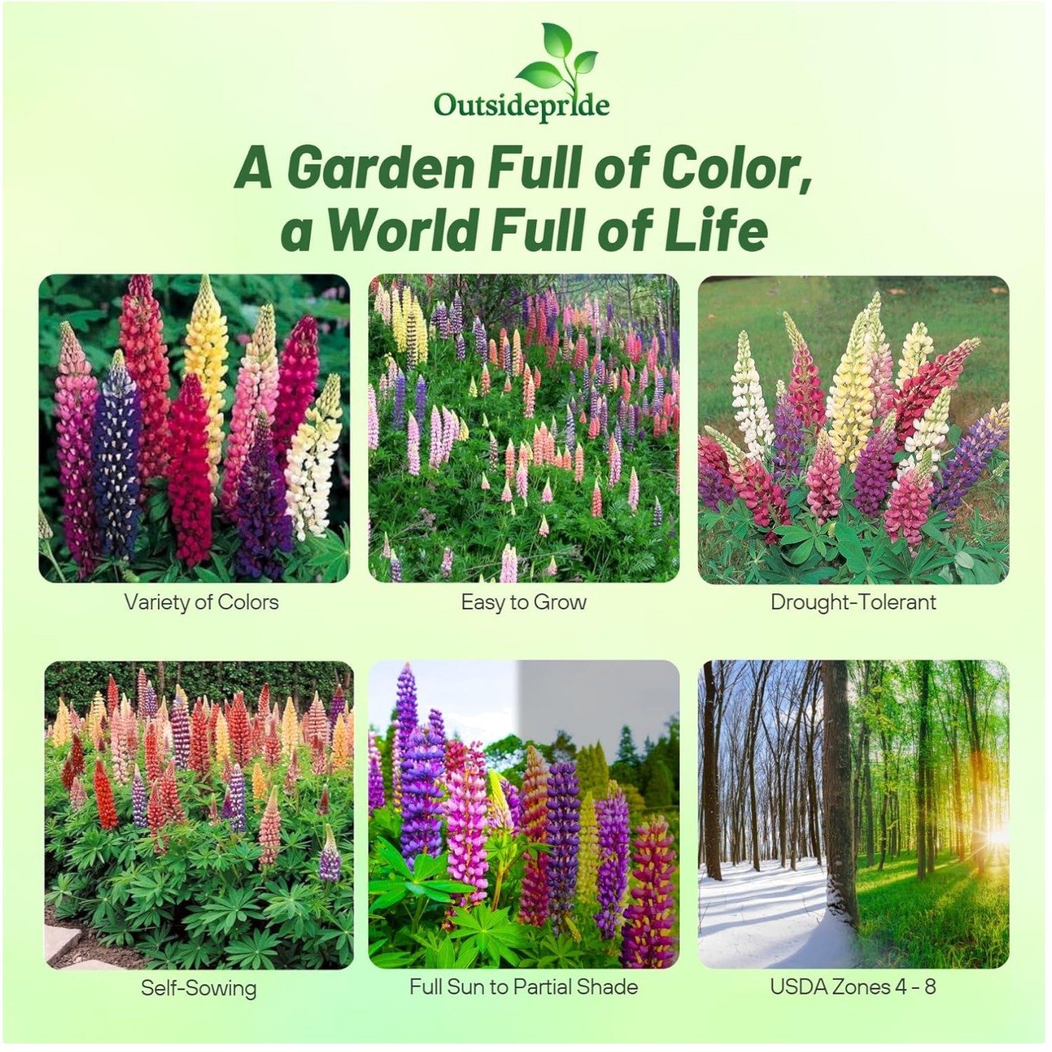 Cold Hardy Lupine Flower Seeds Mix – 1 Lb.: USDA Zones 4-8