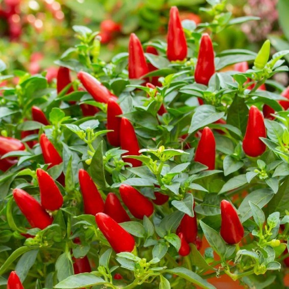 20 RED KONA HAWAIIAN PEPPER SEEDS ~ 2026 ~ heirloomseedguy ~ USA