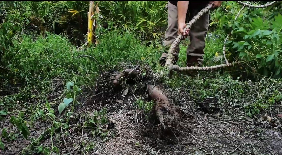 2 x Togo Sweet Cassava Plants / Beyond Organic Yuca