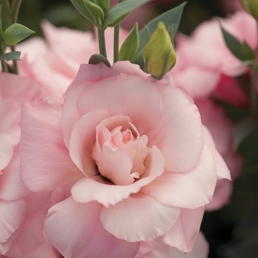 Lisianthus Seeds Mariachi Misty Pink 25 Pelleted Seeds Flower Seeds