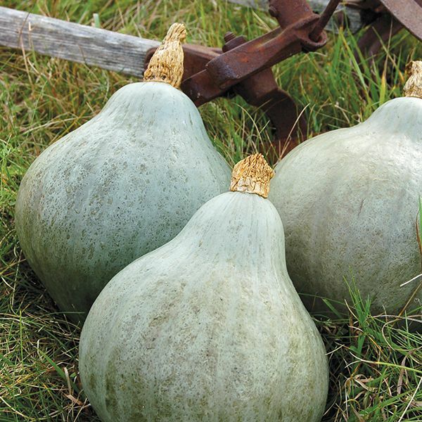 #10 Heirloom Vegetable Seeds 6 Variety Garden Set Emergency Survival NON-GMO