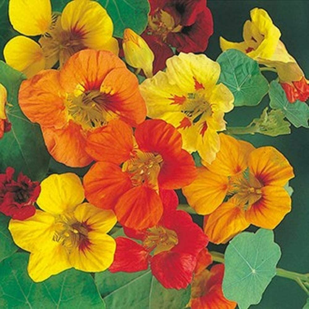 Nasturtium Flower Seeds Whirlybird Mix “COOL BEANS N SPROUTS” Brand