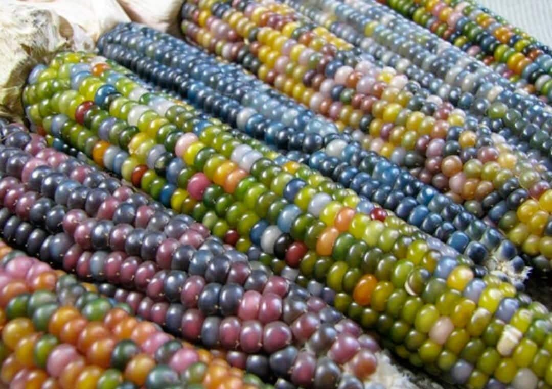 Glass Gem Corn Seeds – 75 Seeds – Beautiful Rainbow Colored Heirloom Corn Seeds