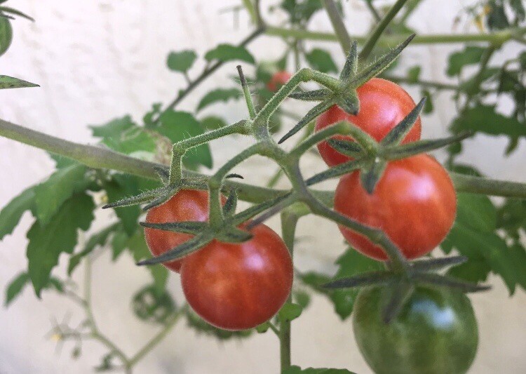 Everglades Tomato seeds 60+ Organic Solanum pimpinellifolium + Marigolds