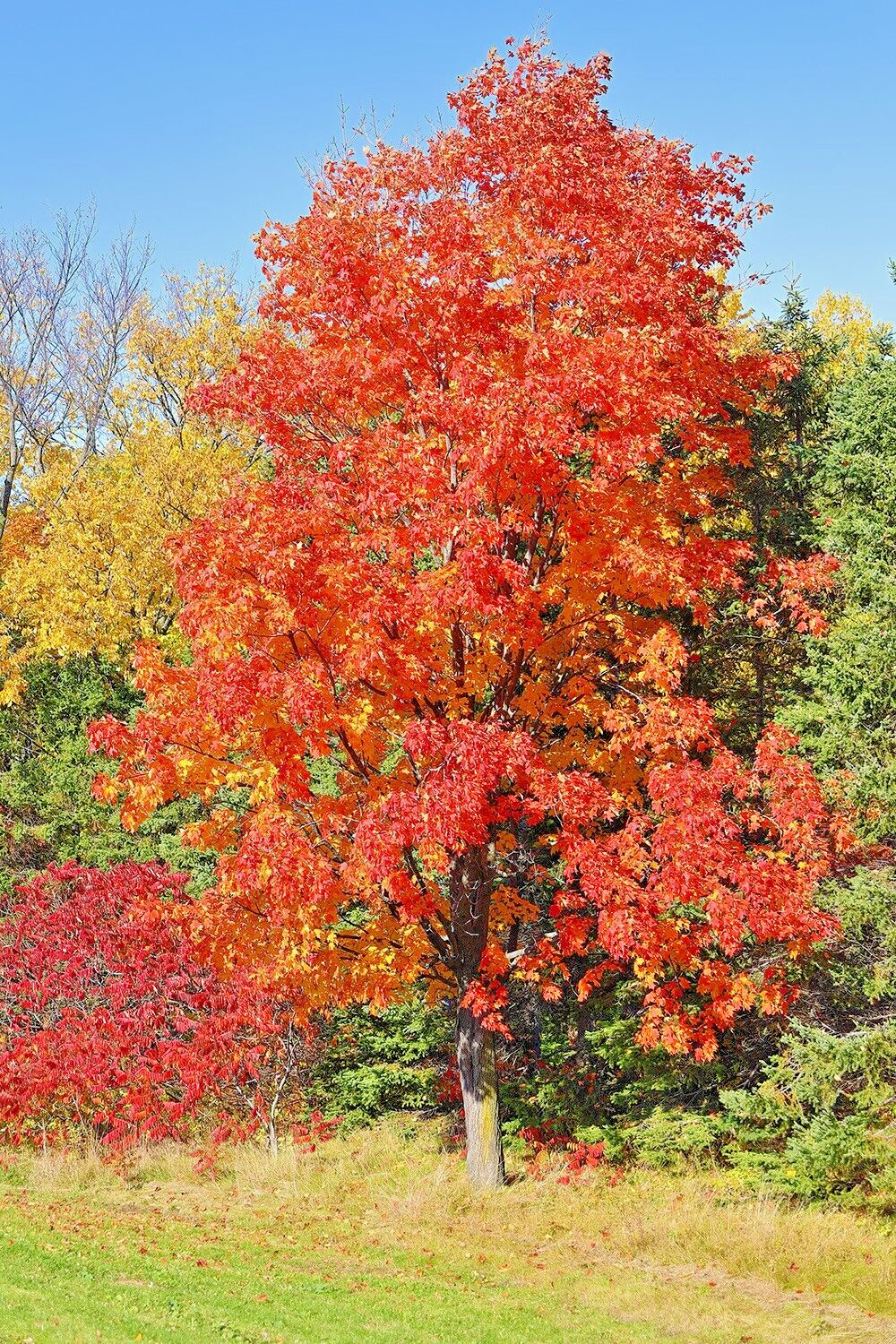 Northern Sugar Maple Tree | Premium Seeds | Acer saccharum ‘Summer’ | Plants’®