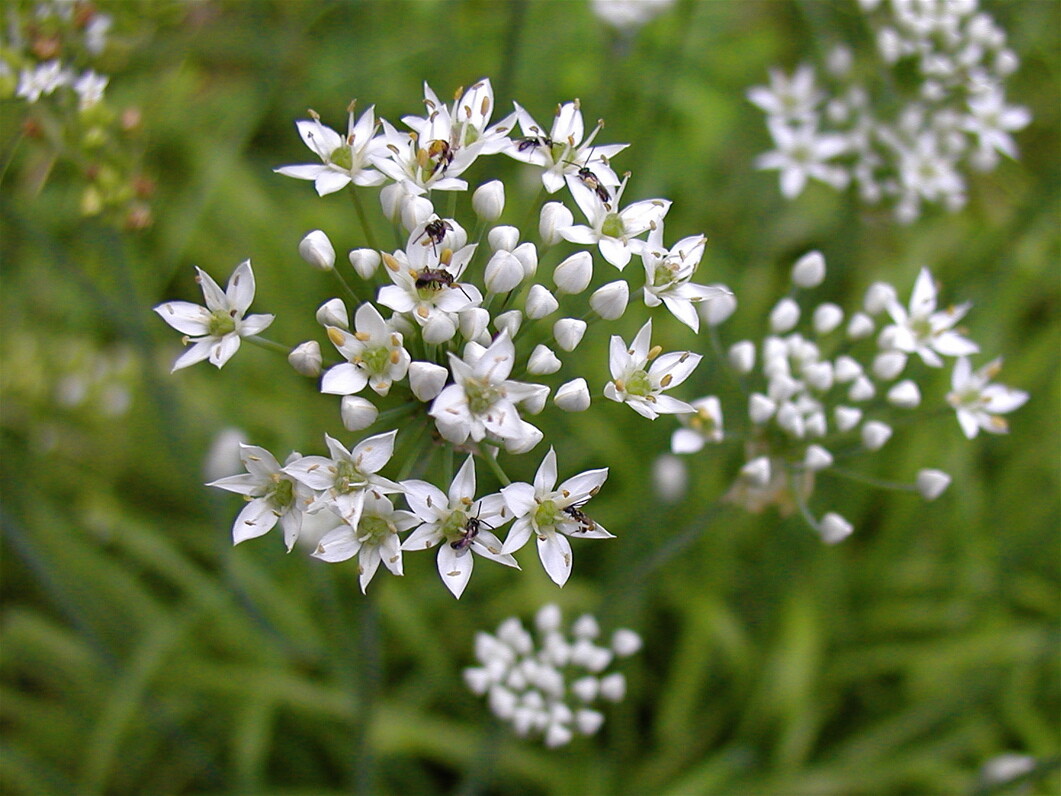 Garlic Chives Seeds 200+ Herb Vegetable Garden NON-GMO USA Seller FREE SHIPPING