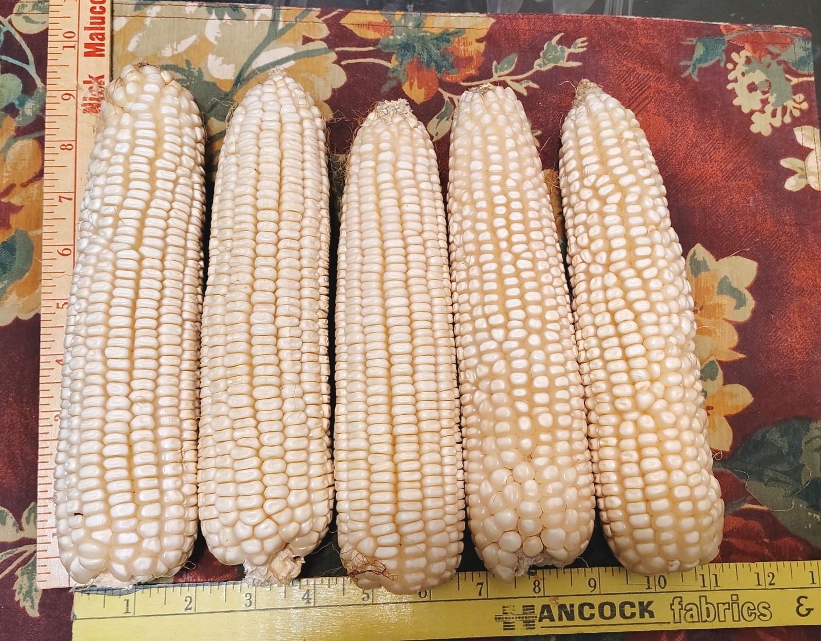 Mexican Sierreño White Corn 50 Seeds- Maiz Criollo Sierreño Mexicano,50 Semillas